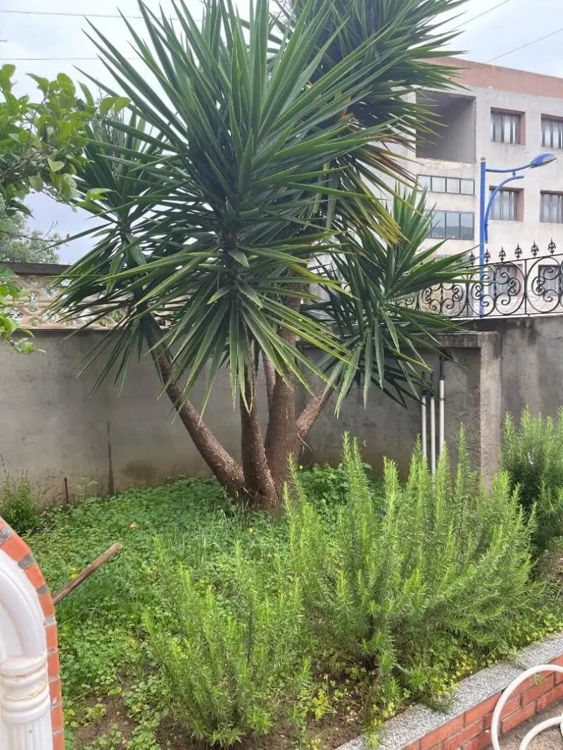 Grande villa R+2 meublée avec jardin – photo 4